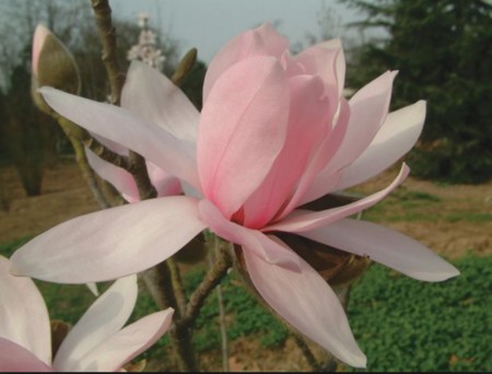 Magnolia 'Pink Beauty', šácholan, 80-100, k10l